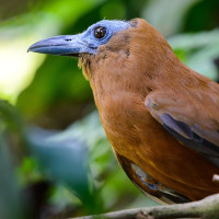 Capuchinbird
